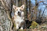 CORGI PEMBROKE 530